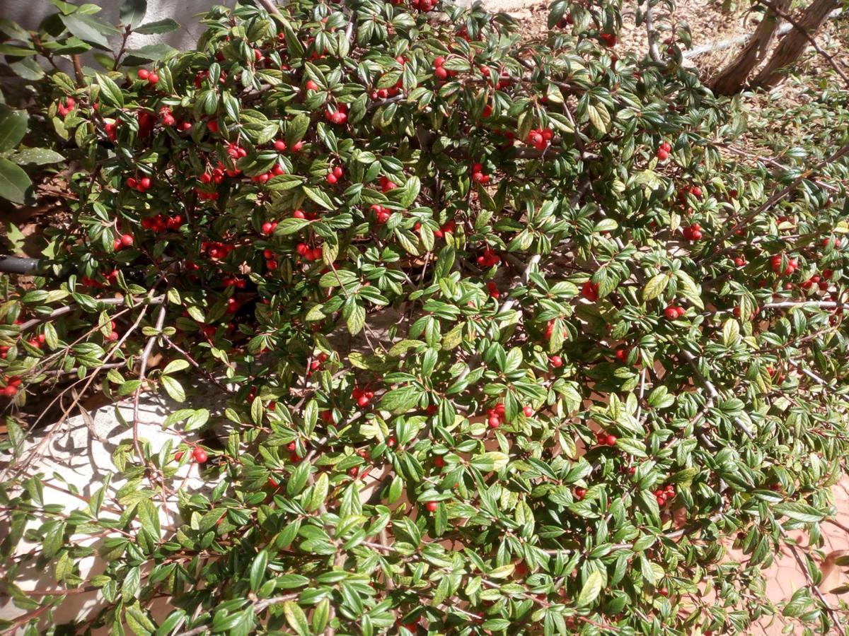مبيت وإفطار Palombaio "Il Giardino Di Niu" المظهر الخارجي الصورة